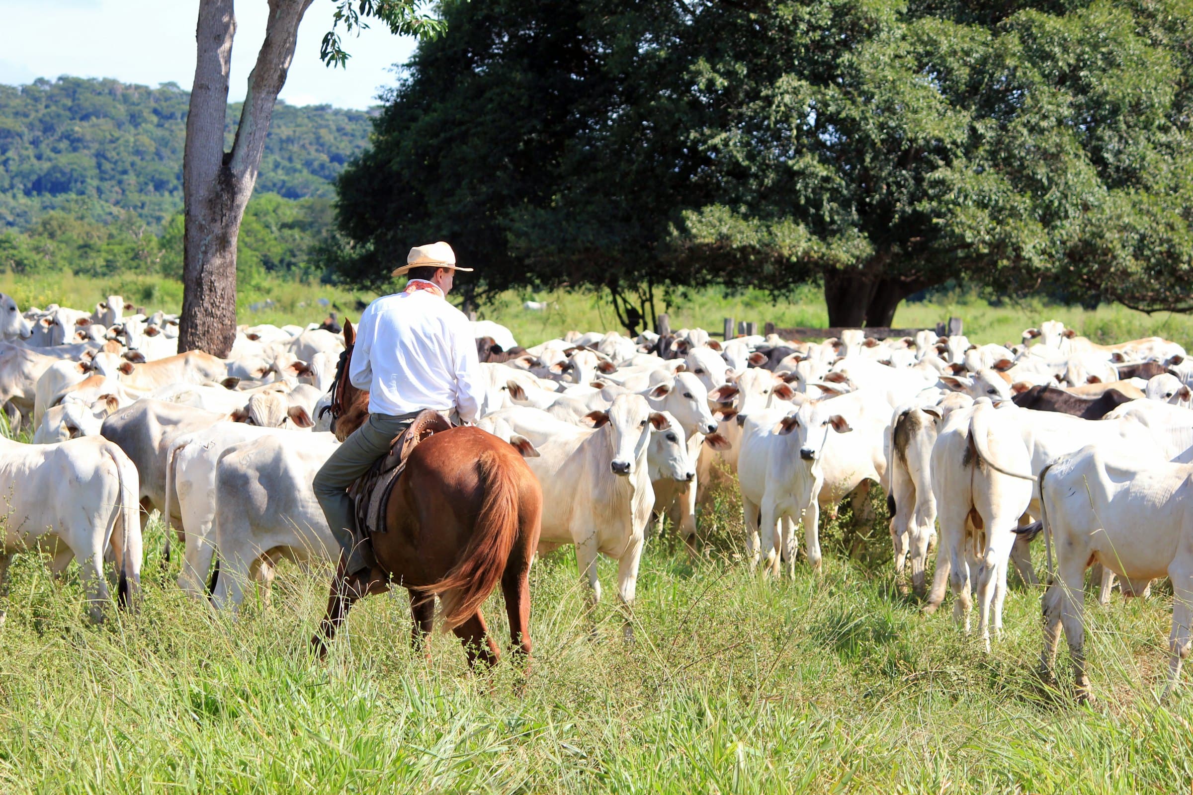 Vaqueiro a cavalo conduzindo uma boiada nelore no pasto